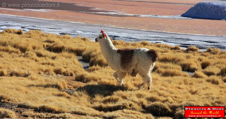 BOLIVIA 2 - Lama alla Laguna Colorada - 3.jpg